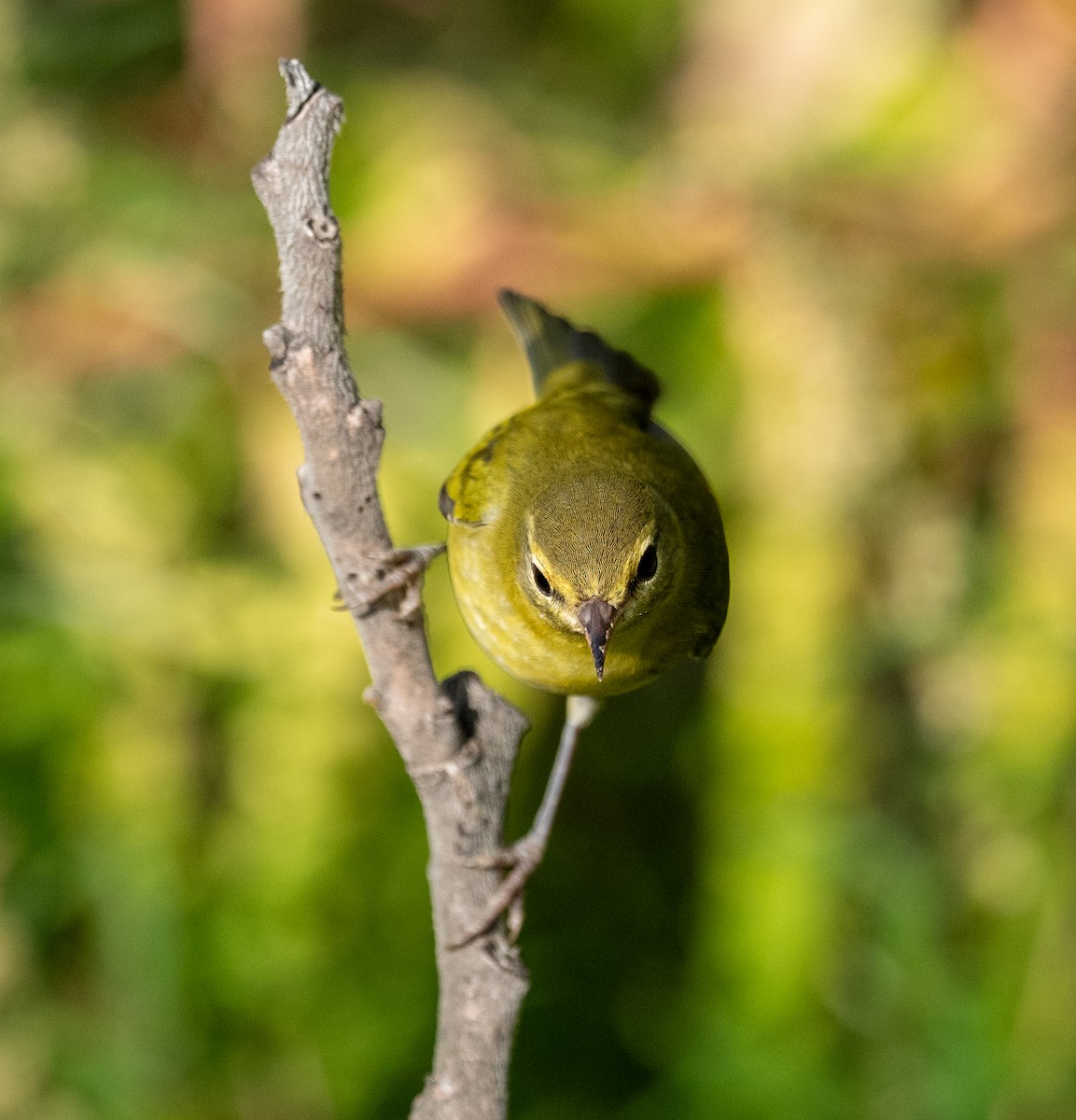 Tennessee Warbler - ML641934767