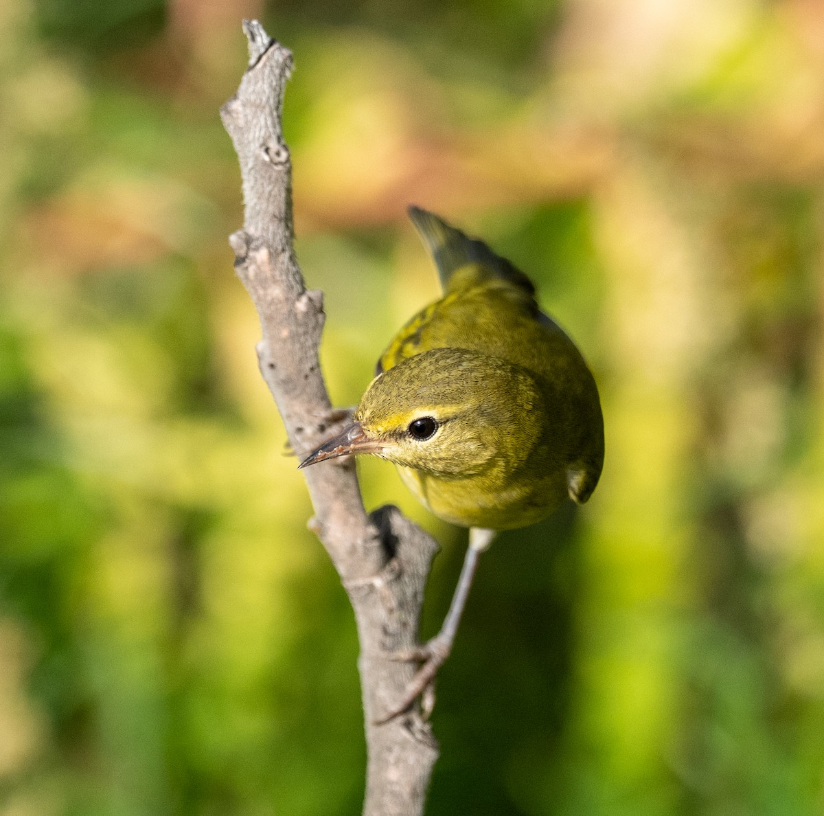 Tennessee Warbler - ML641934769