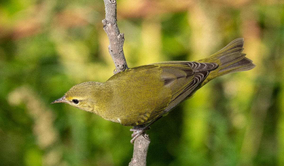 Tennessee Warbler - ML641934775