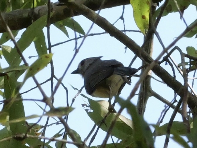 Tufted Titmouse - ML641934777