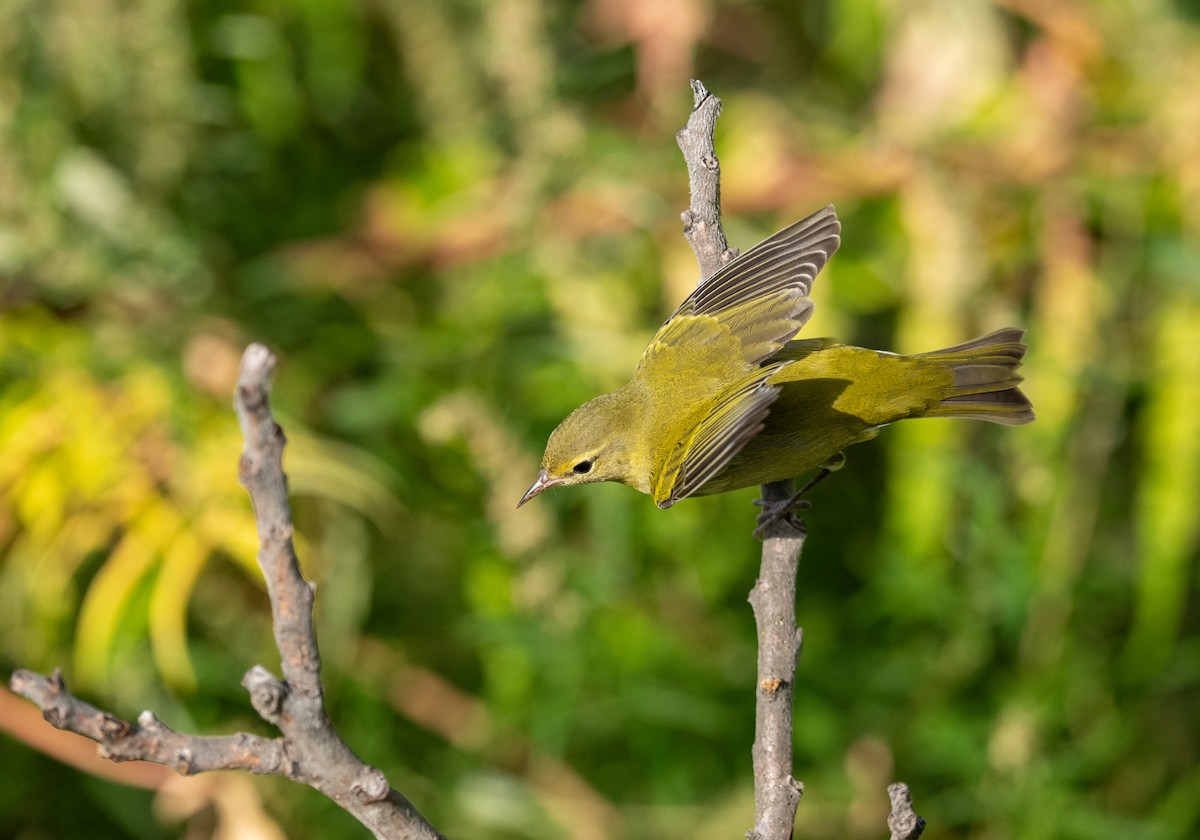 Tennessee Warbler - ML641934783