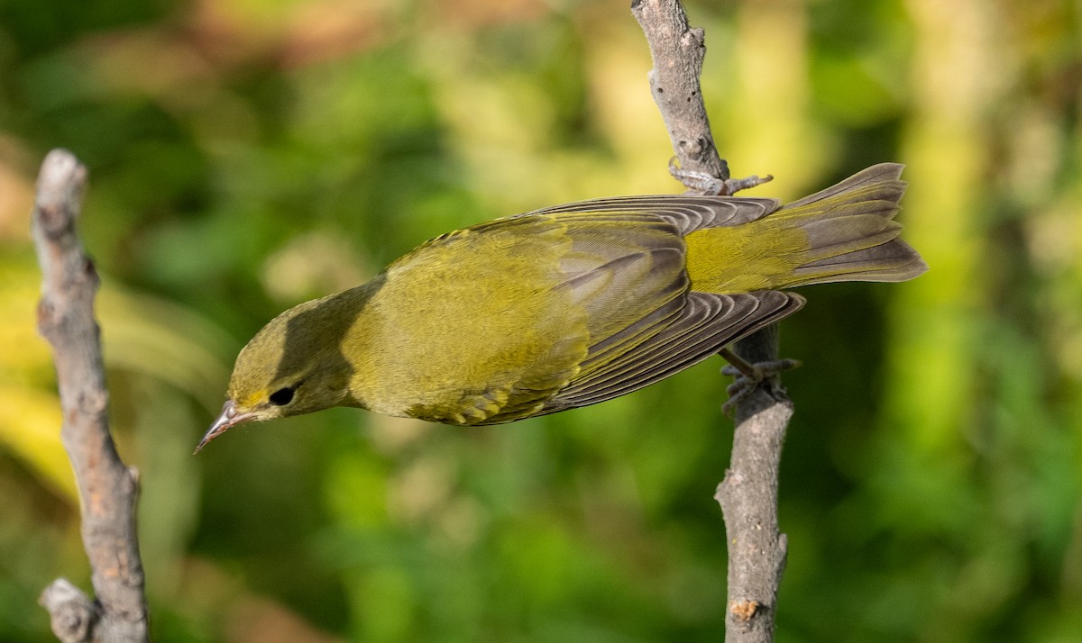 Tennessee Warbler - ML641934798