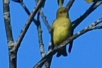 Scarlet Tanager - ML641934805