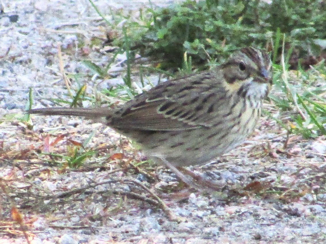 gråbrynspurv - ML641934810