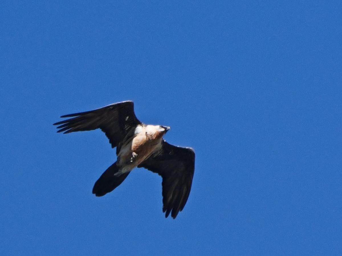 Bearded Vulture - ML641934813