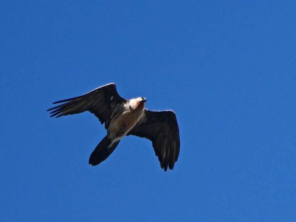 Bearded Vulture - ML641934814