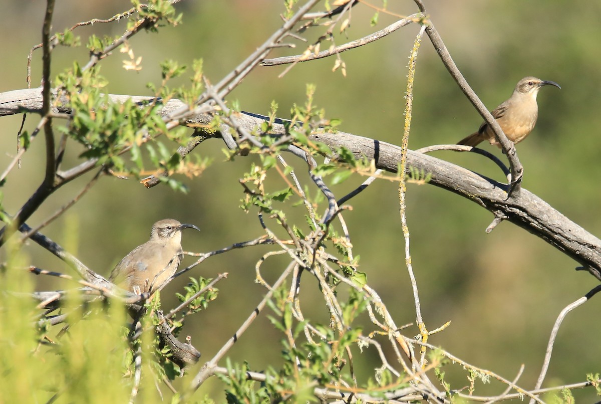 California Thrasher - ML641934818