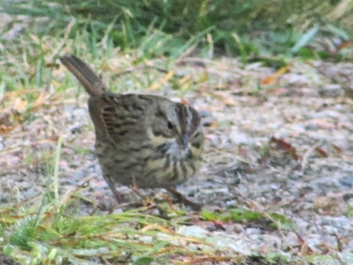 gråbrynspurv - ML641934830