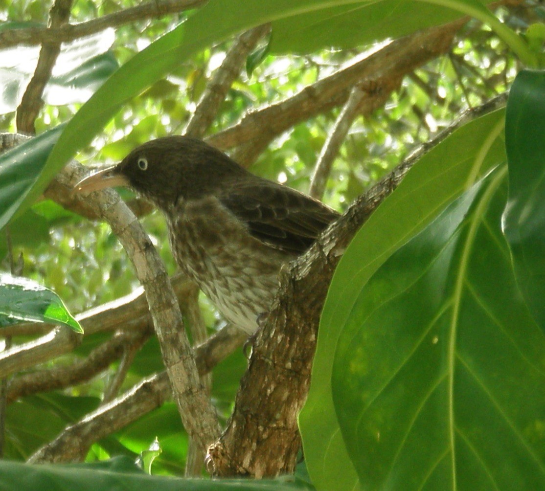Pearly-eyed Thrasher - ML641934851
