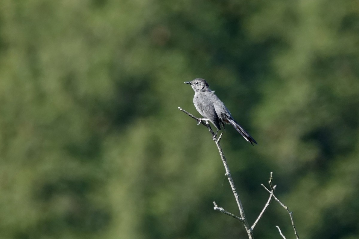 Gray Catbird - ML641934856