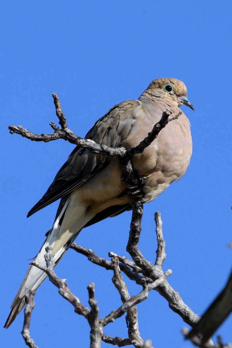 Mourning Dove - ML641934886