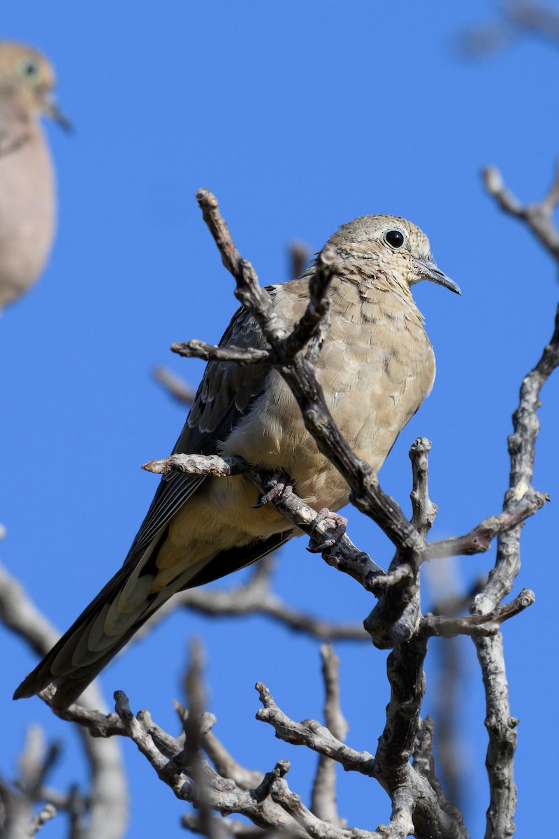 Mourning Dove - ML641934887