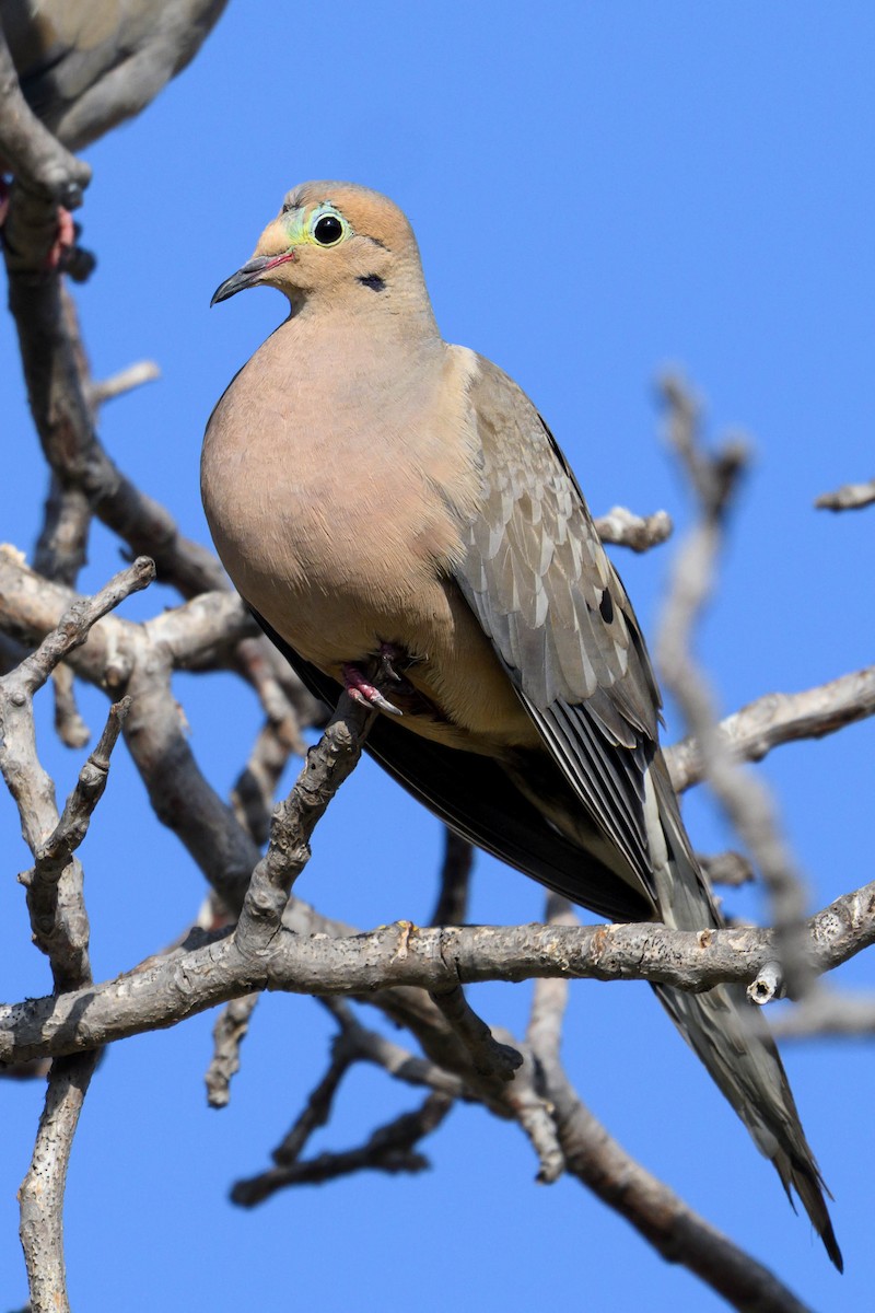 Mourning Dove - ML641934888