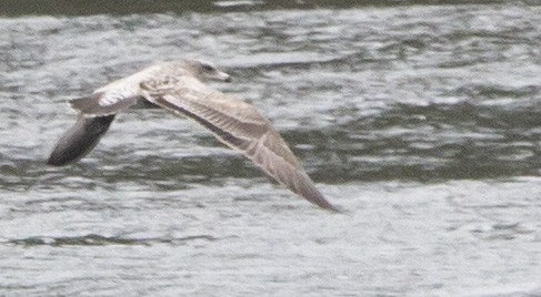 gull sp. - ML641934922
