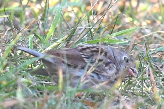 Field Sparrow - ML641934937