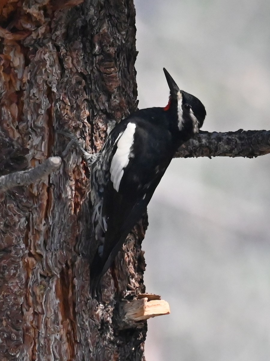 Williamson's Sapsucker - ML641934957