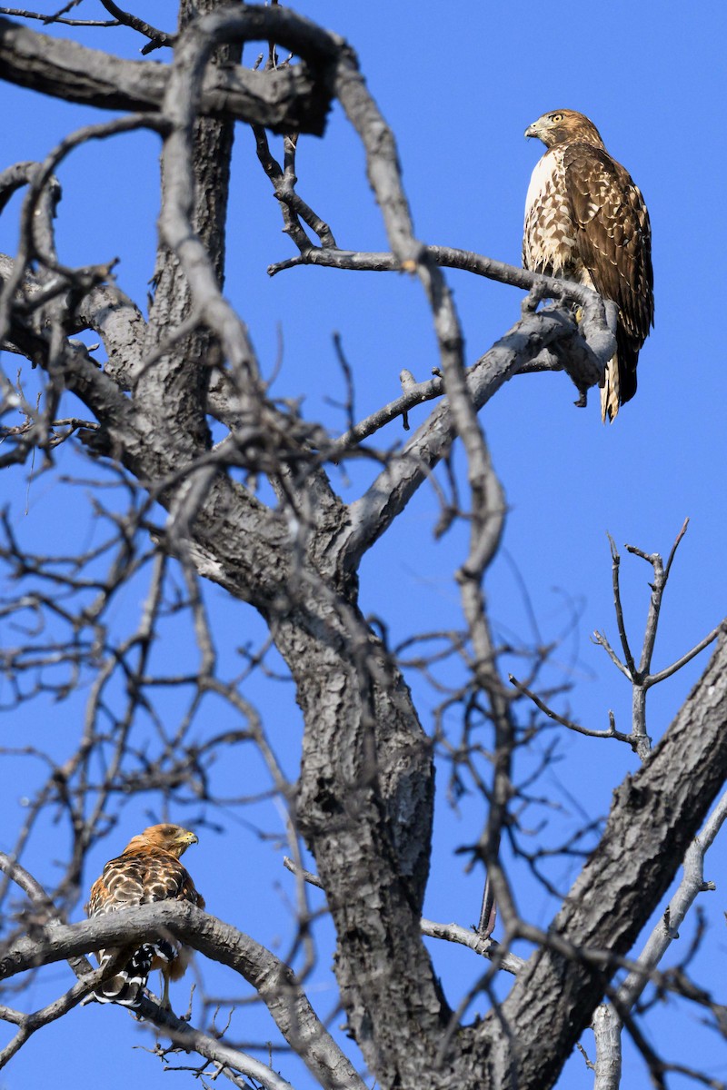 Red-tailed Hawk - ML641934978