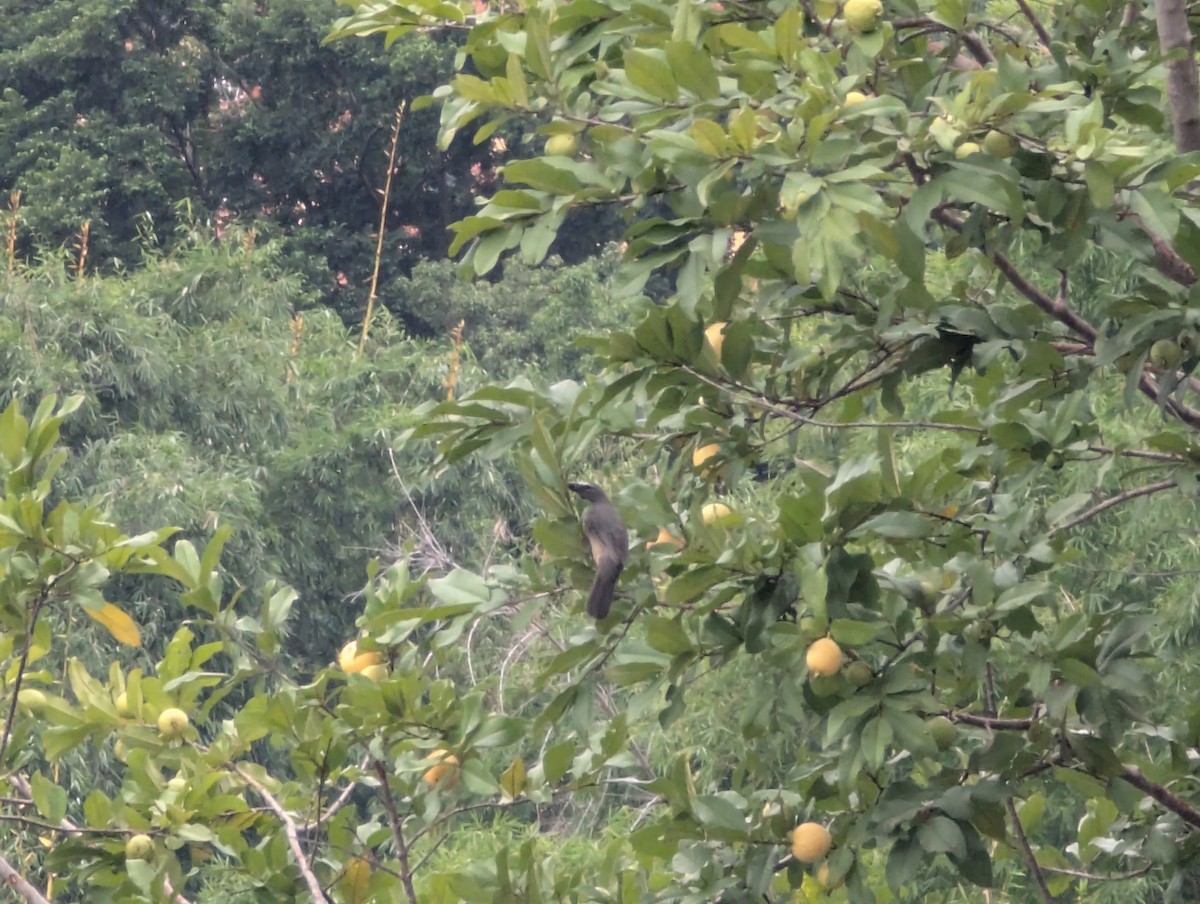Olive-gray Saltator - ML641934994