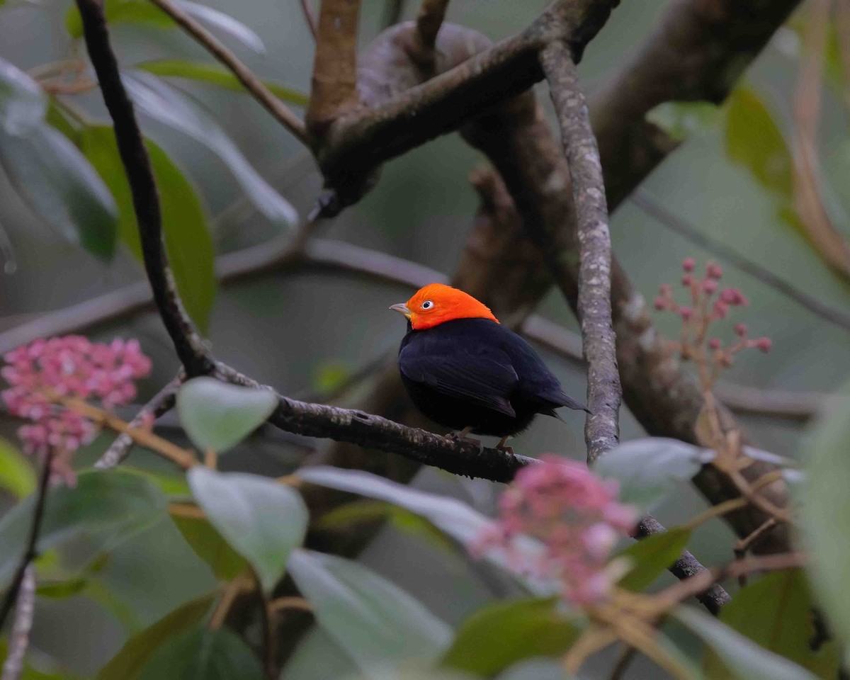 Red-capped Manakin - ML641935016