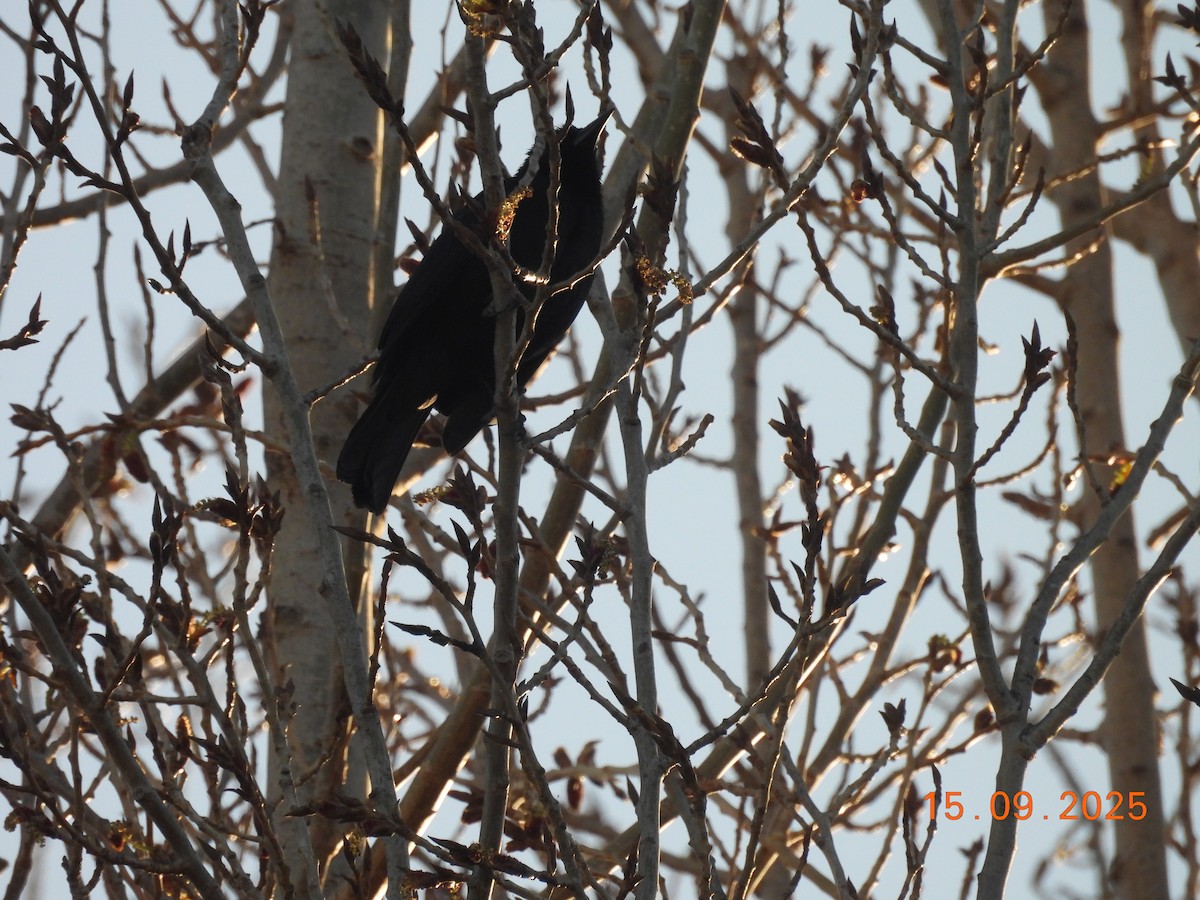 Austral Blackbird - ML641935060