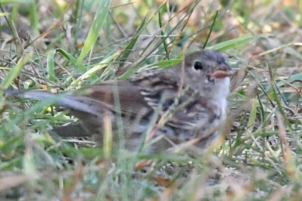 Field Sparrow - ML641935070