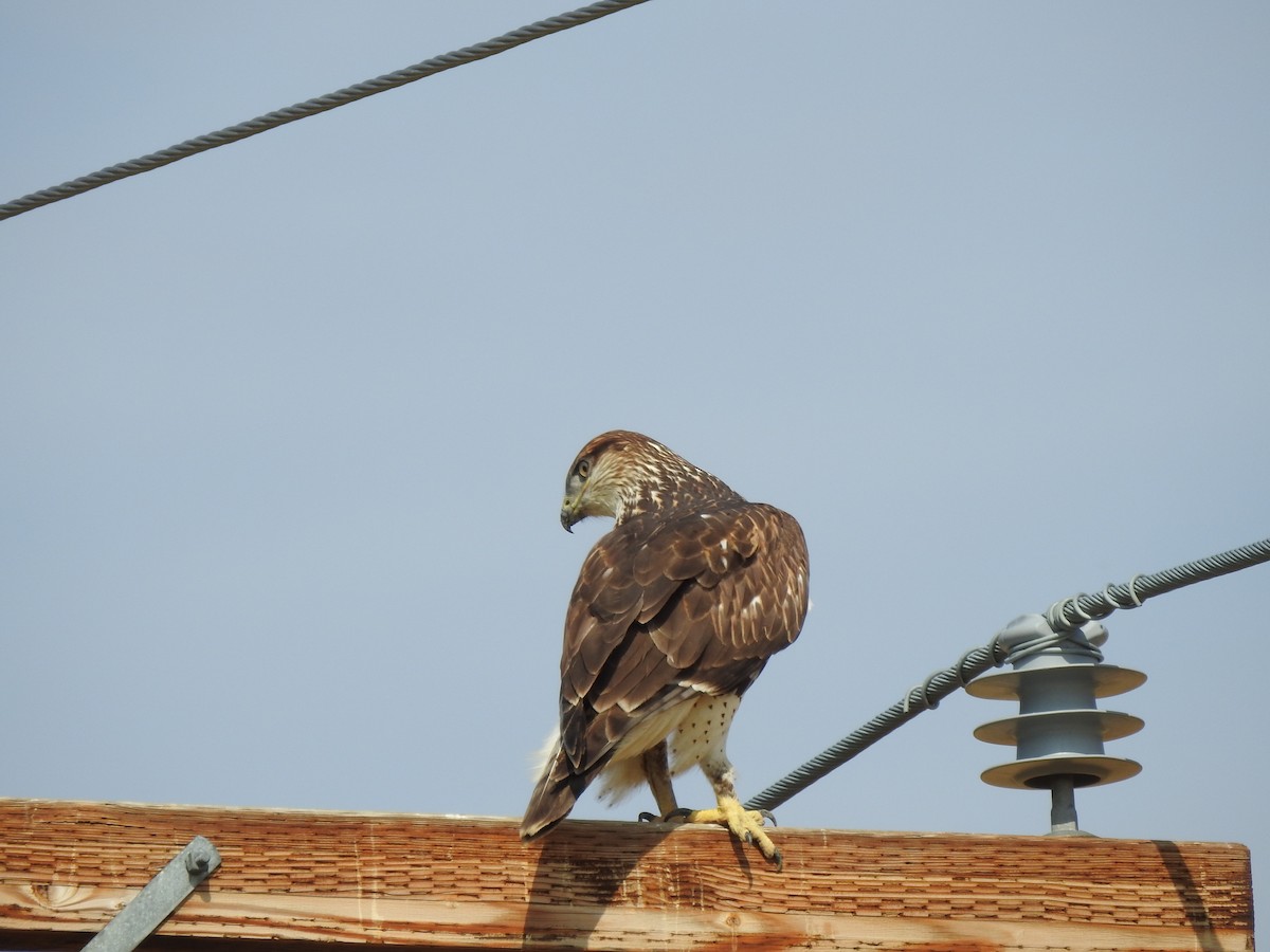 Ferruginous Hawk - ML641935074