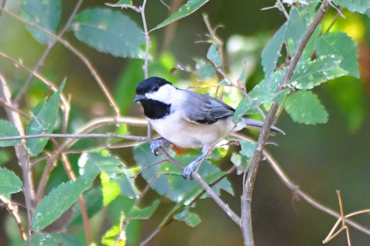 Carolina Chickadee - ML641935090