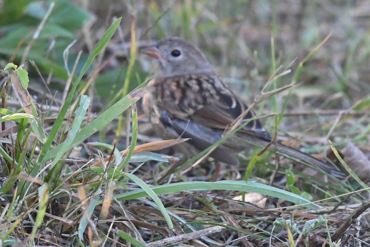 Field Sparrow - ML641935121