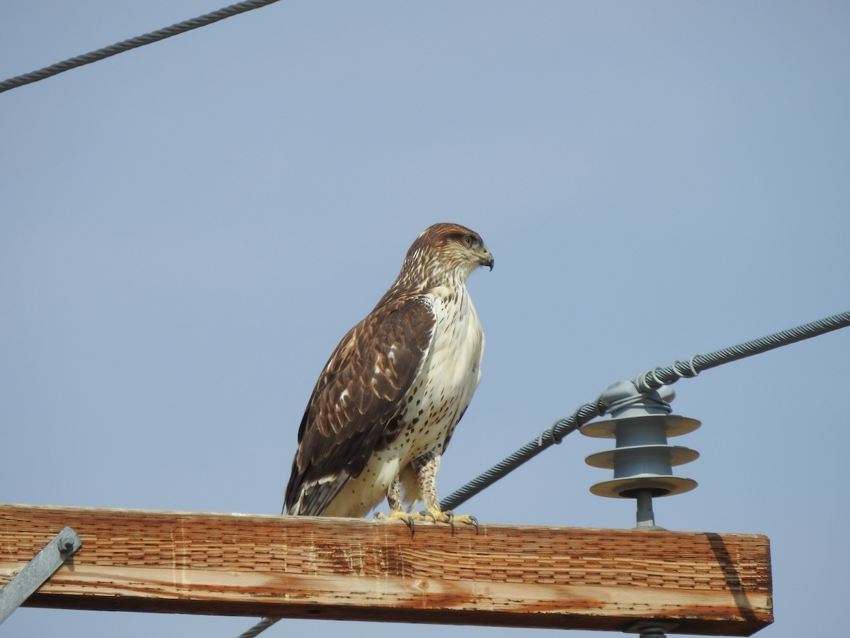 Ferruginous Hawk - ML641935122