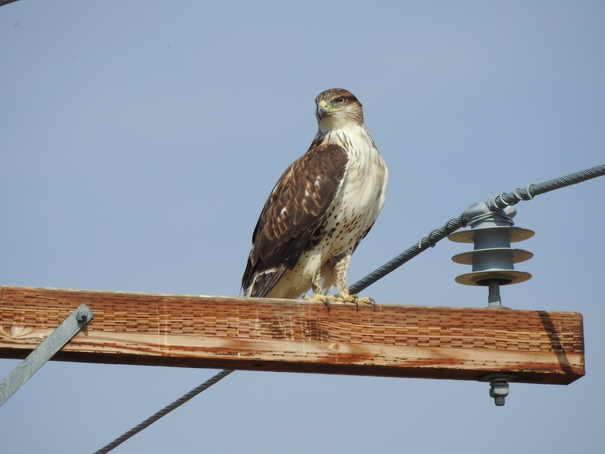 Ferruginous Hawk - ML641935129