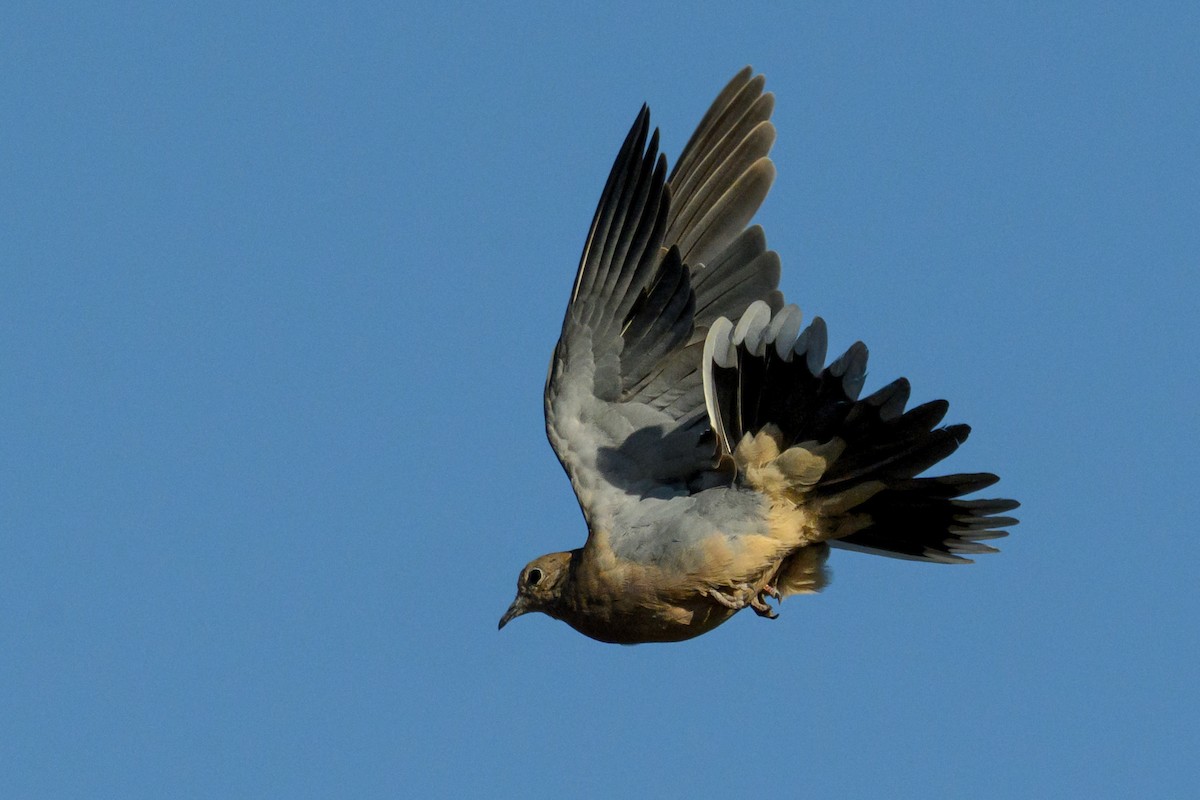 Mourning Dove - ML641935134