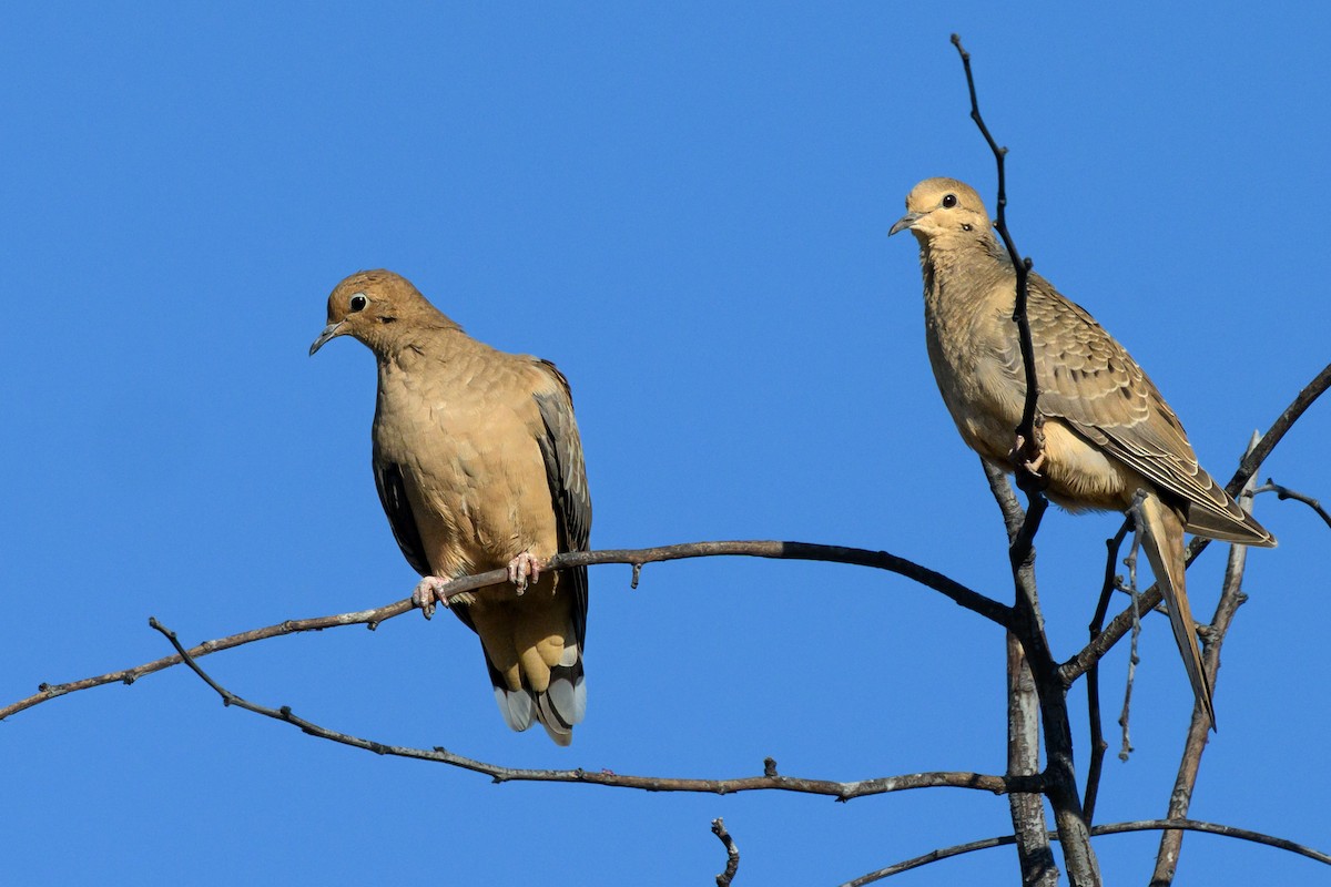 Mourning Dove - ML641935135