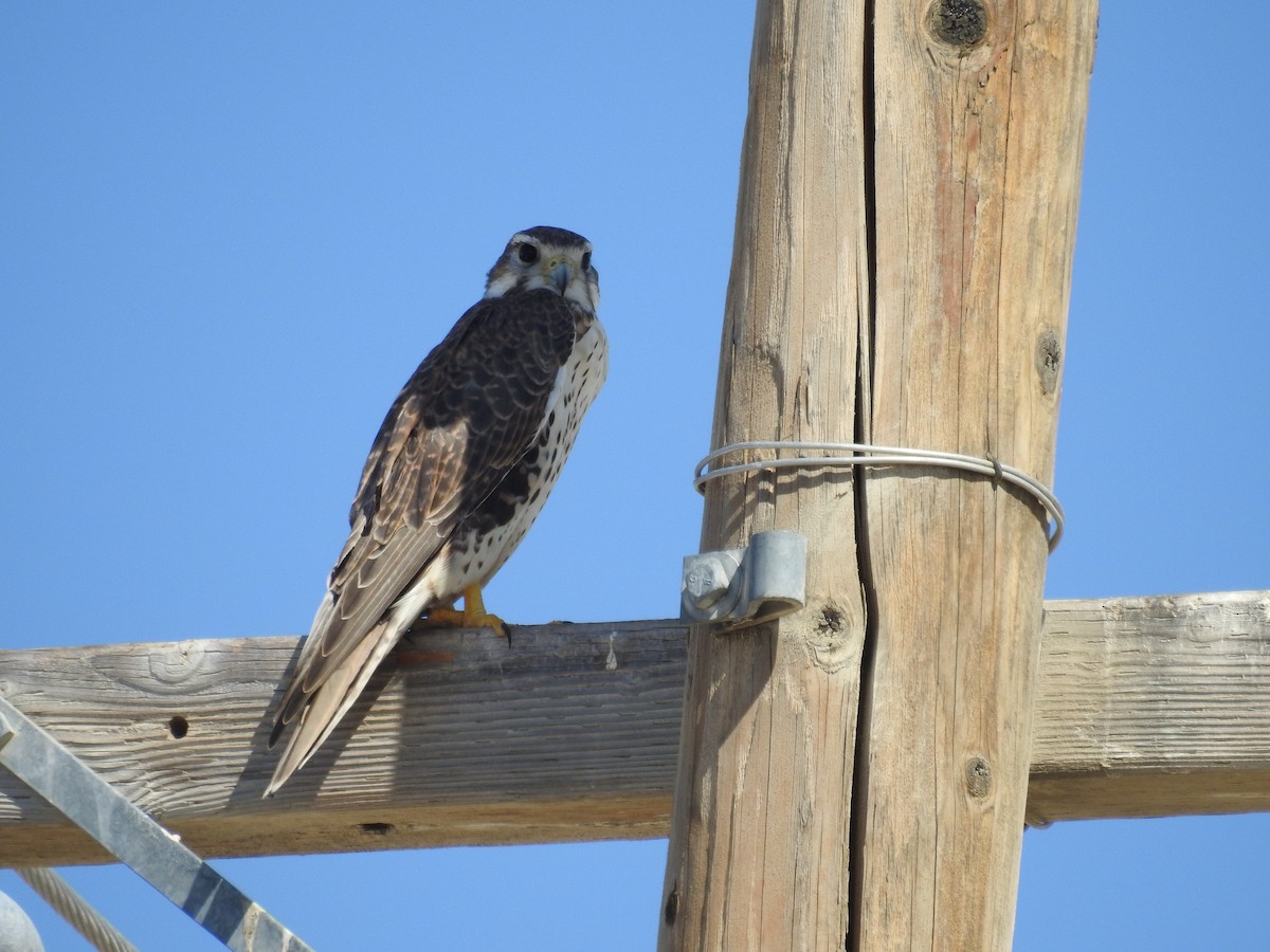 Prairie Falcon - ML641935150