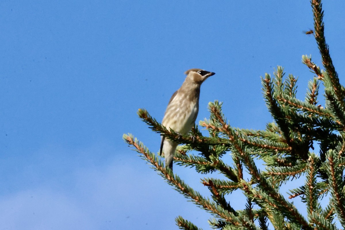 Cedar Waxwing - ML641935161
