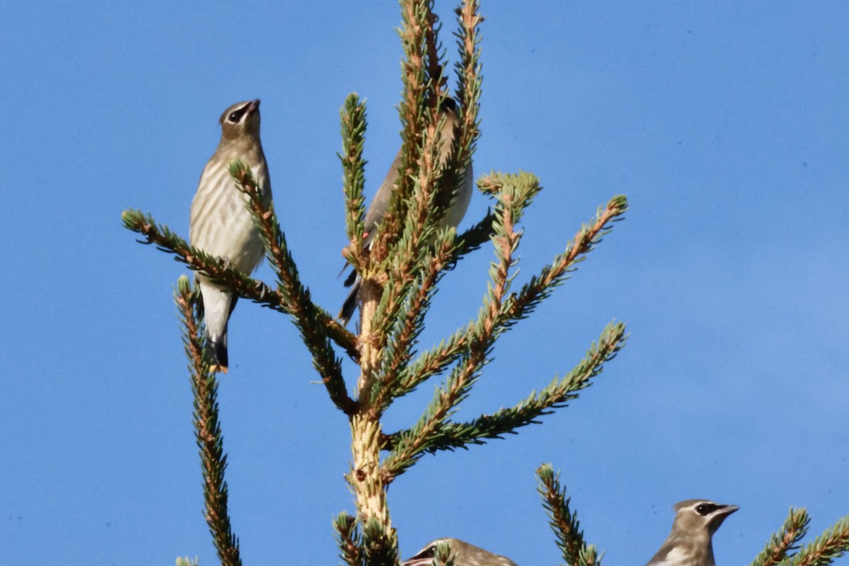 Cedar Waxwing - ML641935163