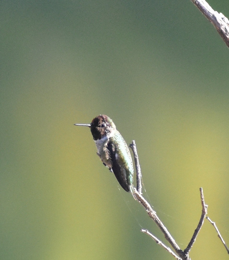 Anna's Hummingbird - ML641935168