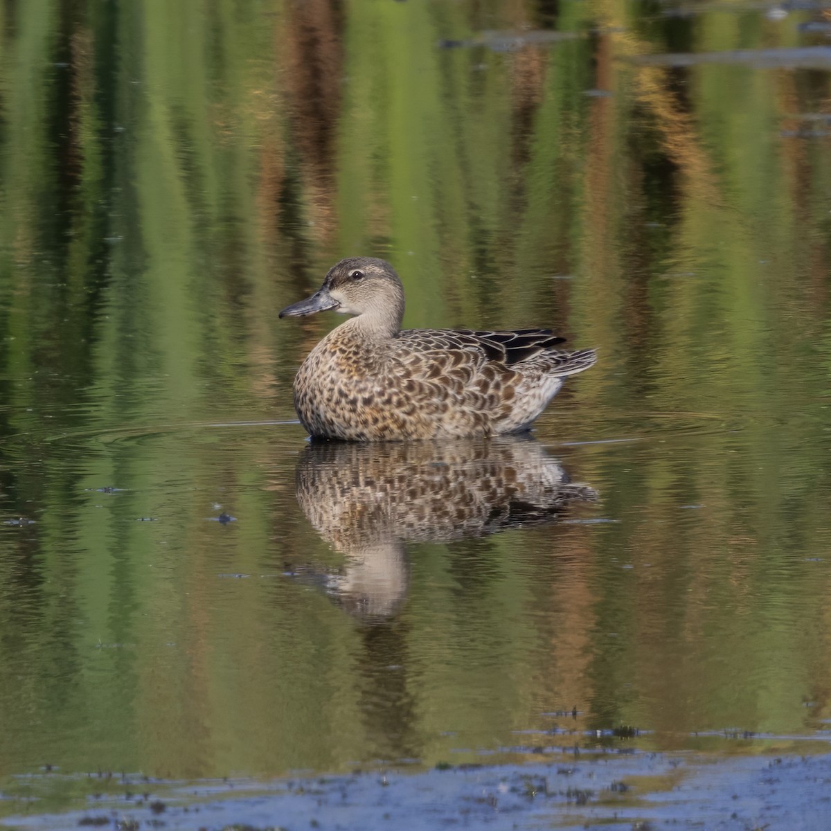 Blue-winged Teal - ML641935190