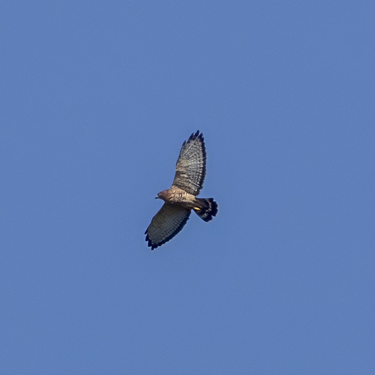 Broad-winged Hawk - ML641935194