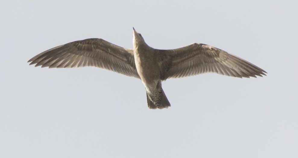 gull sp. - ML641935196