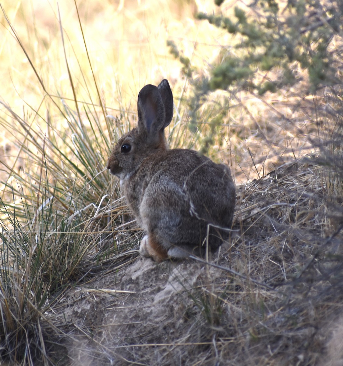 Hares and Rabbits - ML641935199