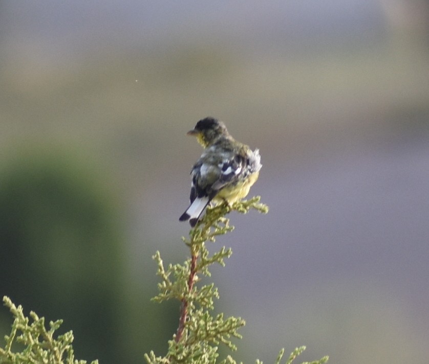Lesser Goldfinch - ML641935211