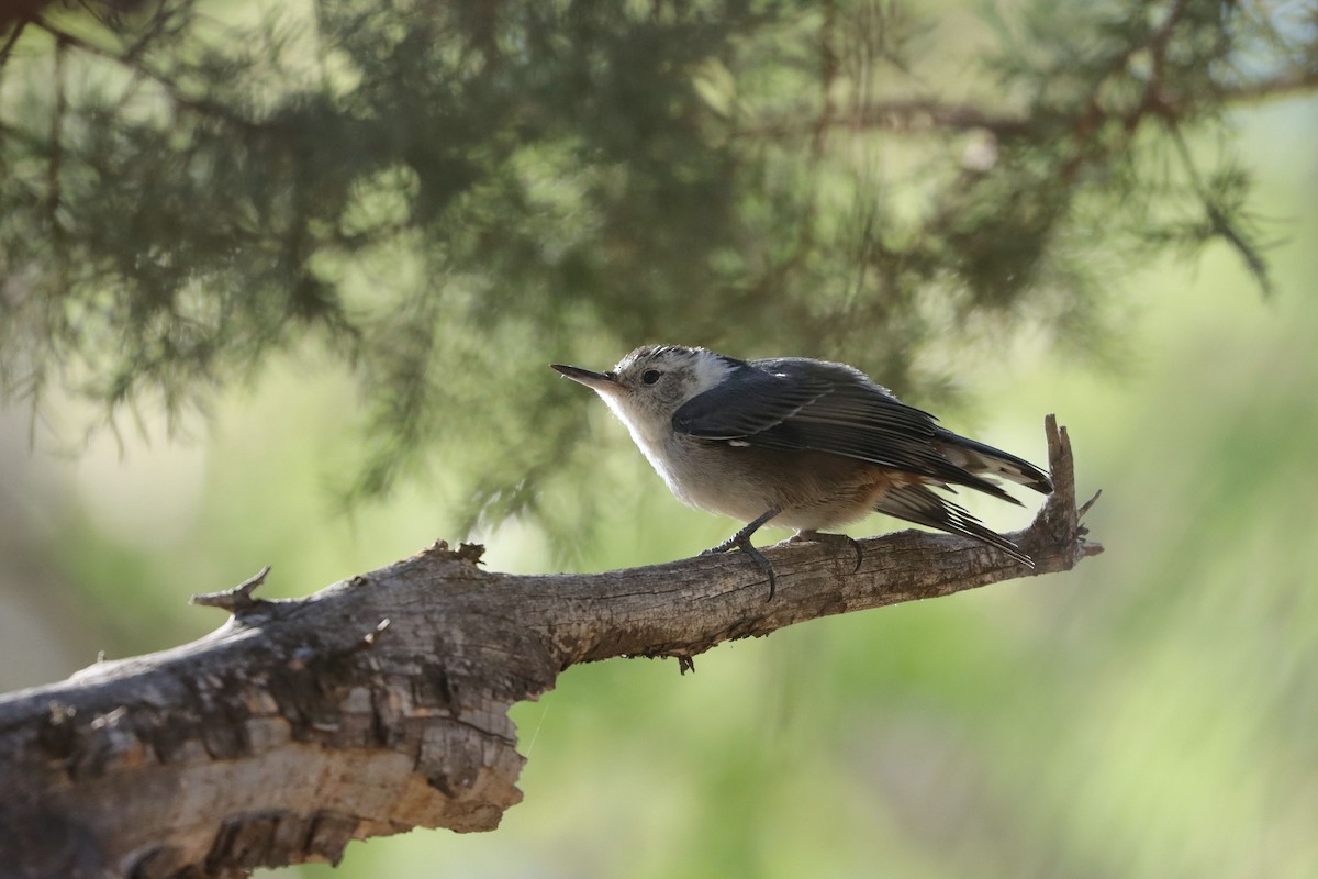 White-breasted Nuthatch - ML641935214