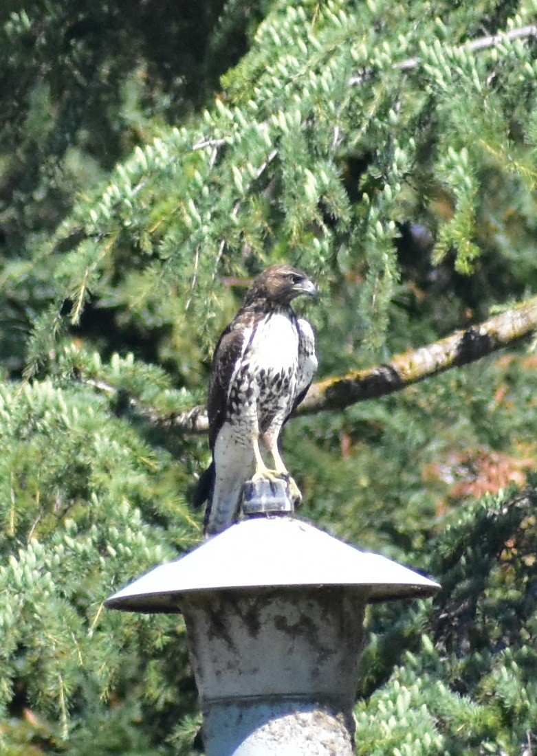 Red-tailed Hawk - ML641935246