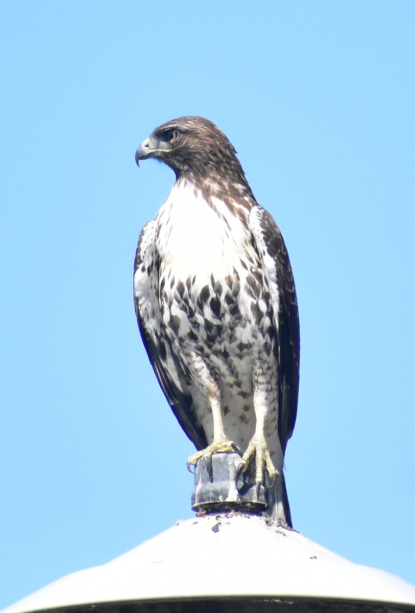 Red-tailed Hawk - ML641935248