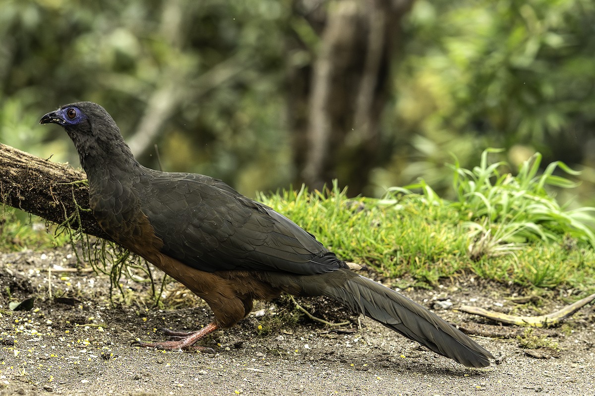 Sickle-winged Guan - ML641935249