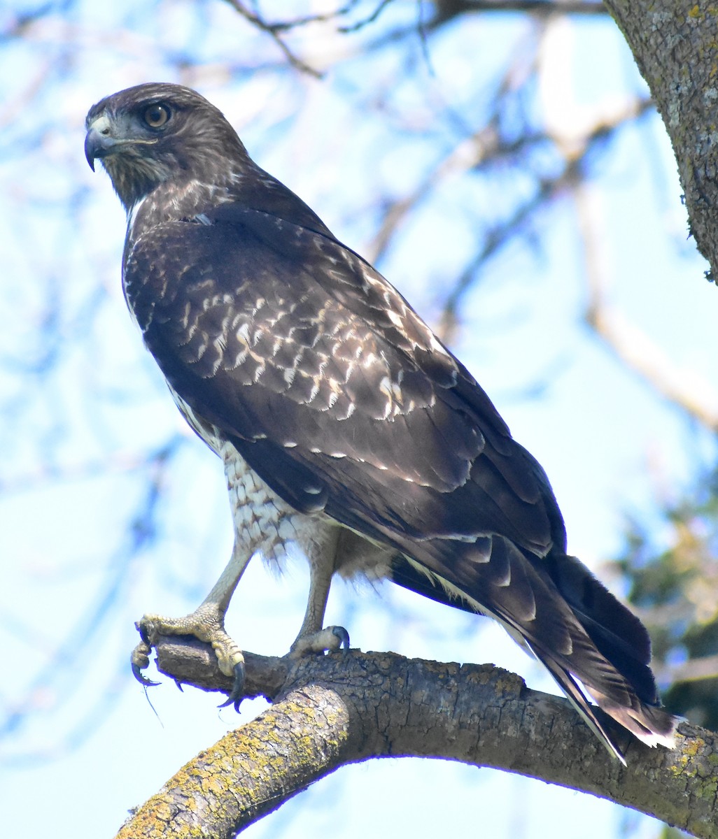Red-tailed Hawk - ML641935255