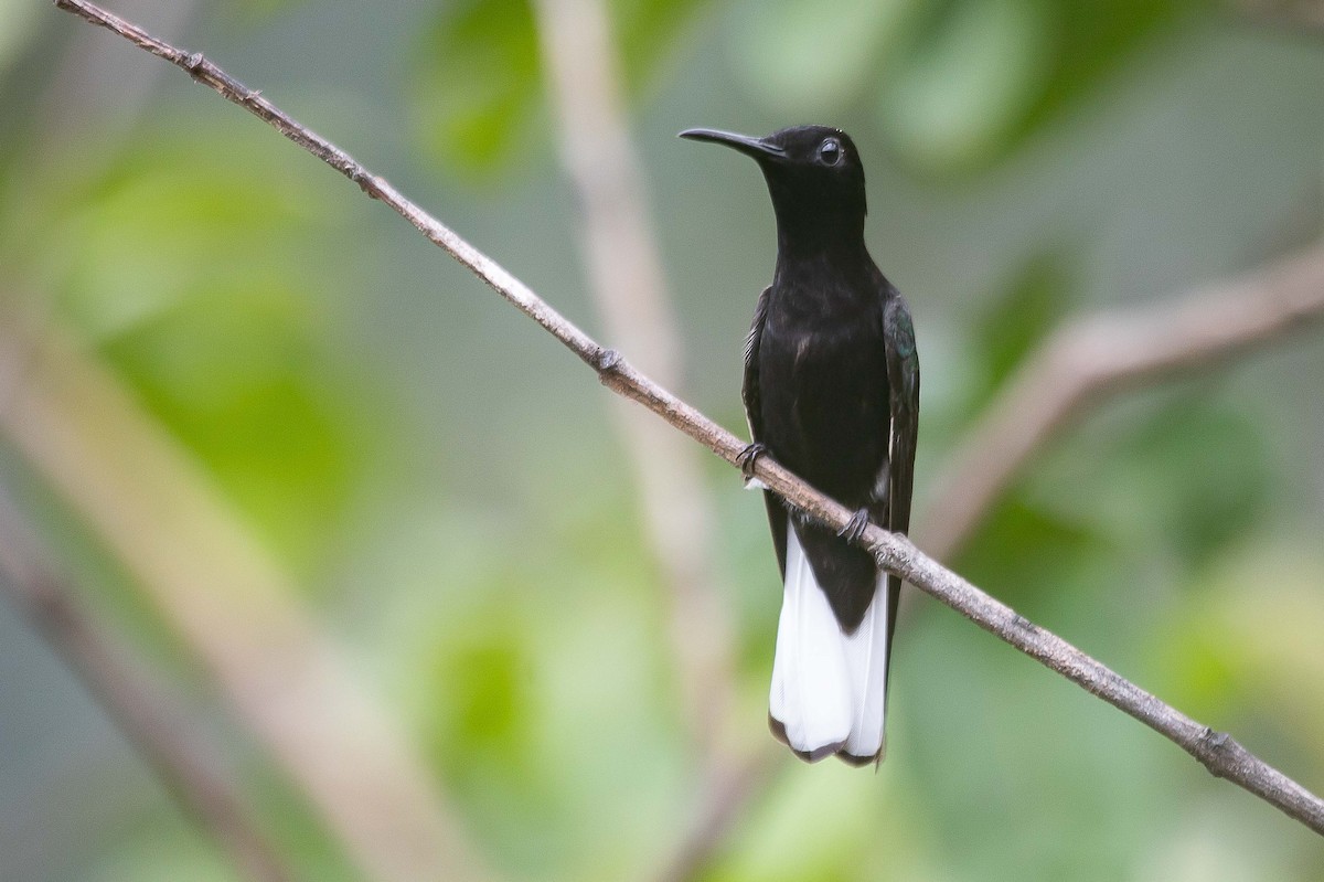 Black Jacobin - ML641935257