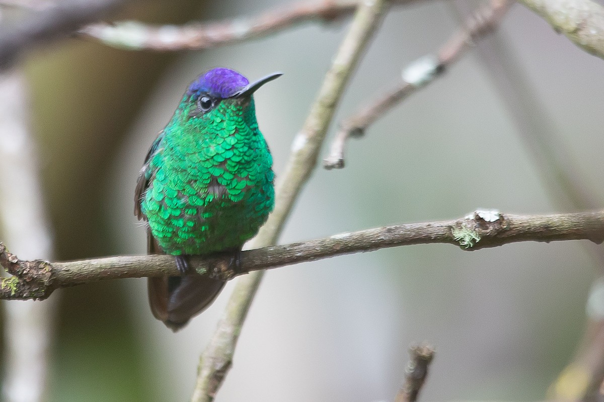 Violet-capped Woodnymph - ML641935278