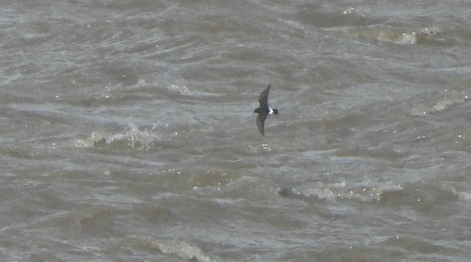 European Storm-Petrel - ML641935280