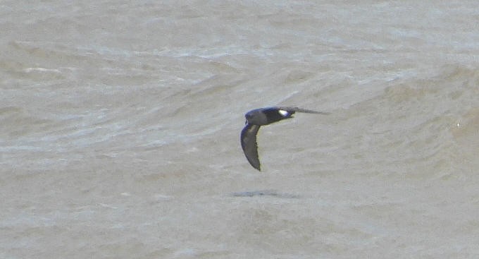 European Storm-Petrel - ML641935289